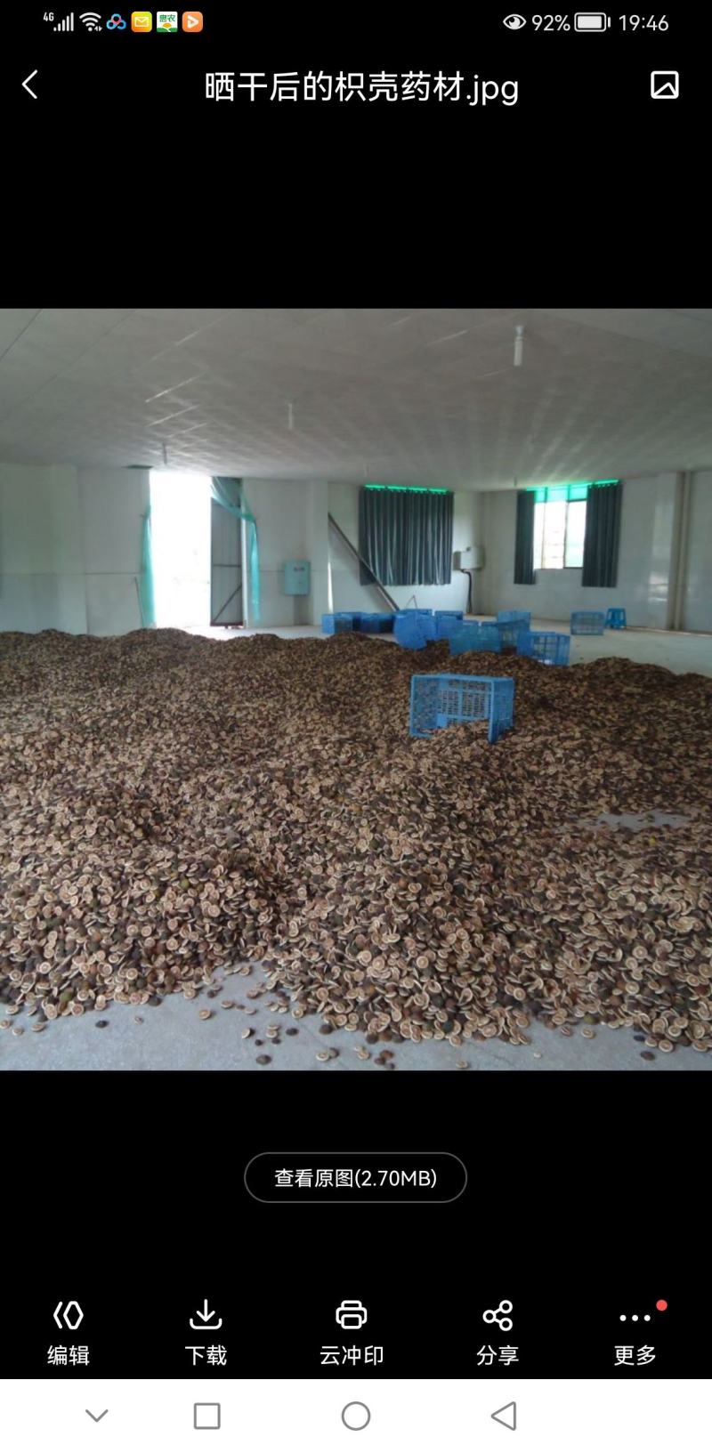 枳壳苗，枳壳药材原生直播苗，产地直发，现挖现发