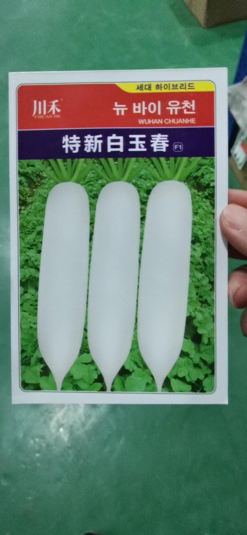 韩国白玉春萝卜种子，春秋两用耐抽薹皮薄长条不青头，收尾好