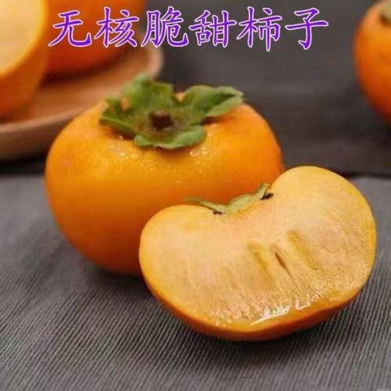 脆甜柿子树苗，阳丰甜柿苗，阳丰甜柿子树苗，产地直销