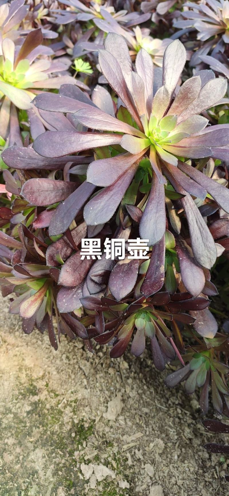 黑铜壶多肉法师植物精品大量批发可看货，可以混批。