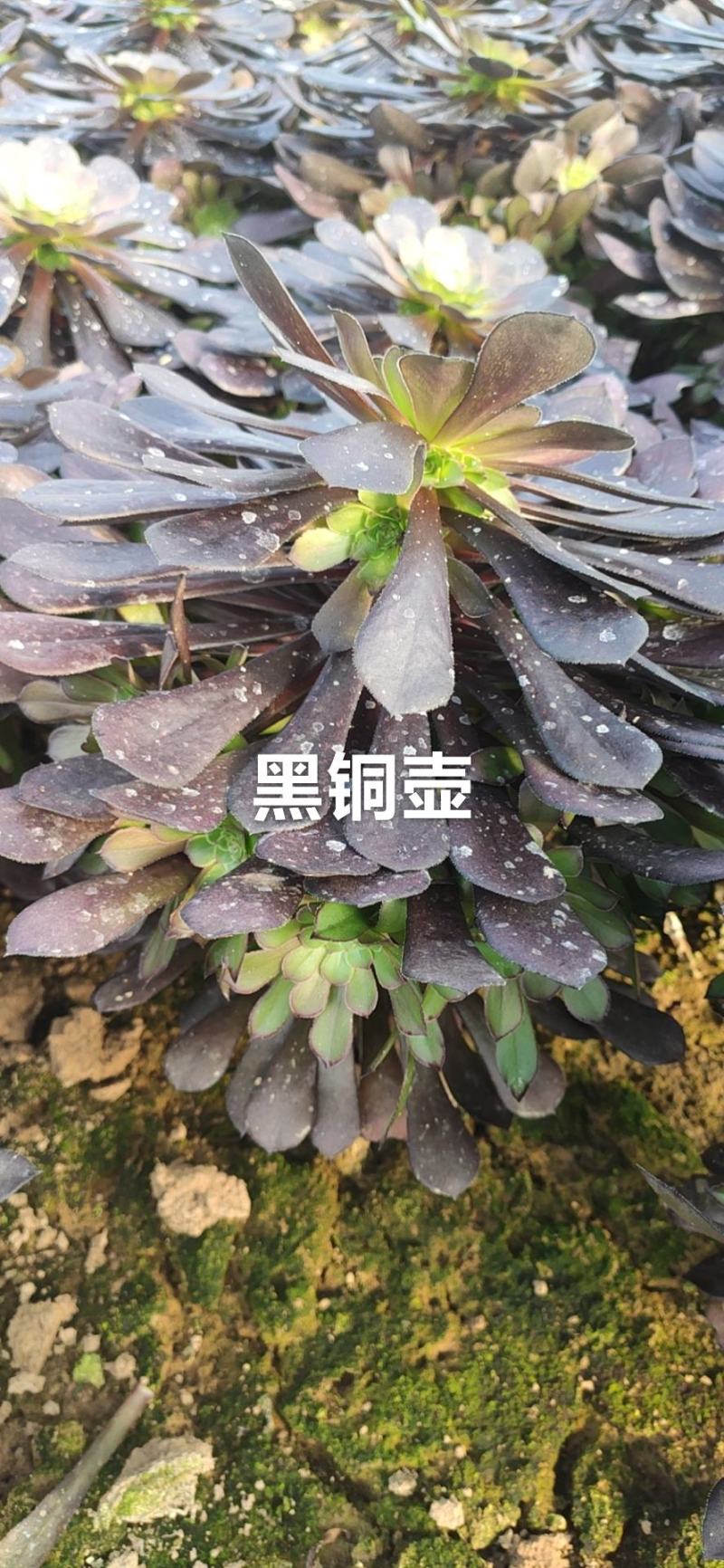 黑铜壶多肉法师植物精品大量批发可看货，可以混批。