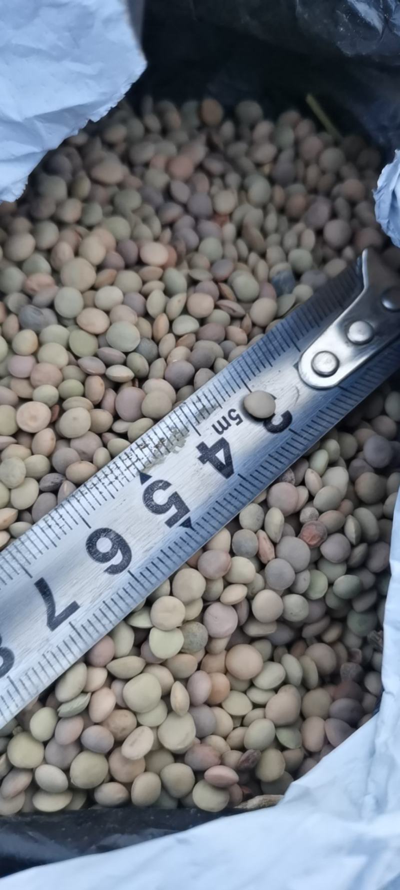 旧小扁豆有需要的联系