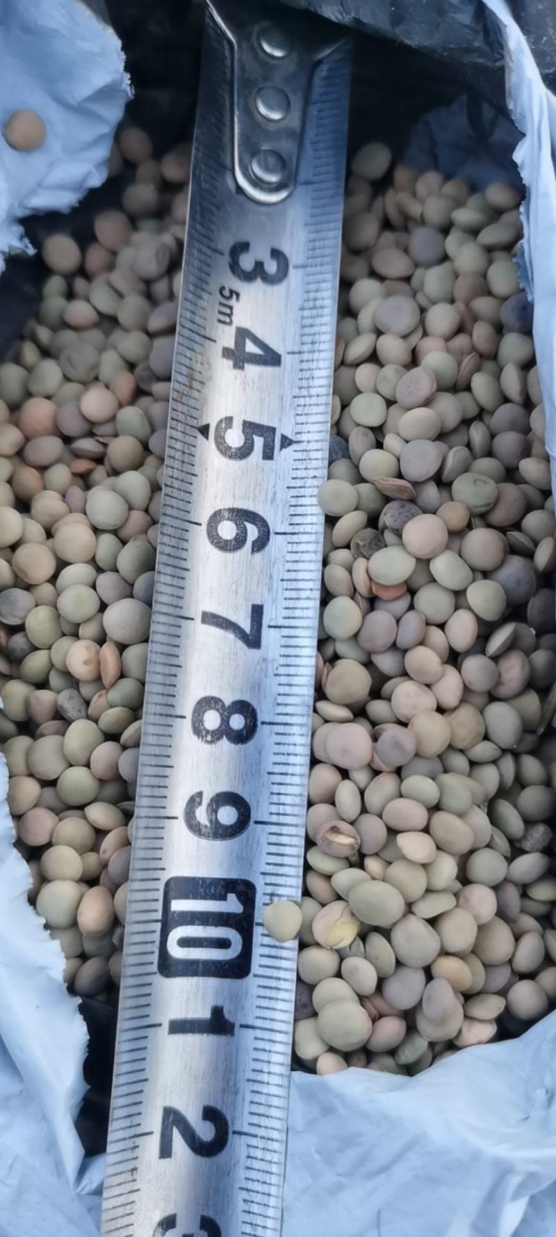 旧小扁豆有需要的联系