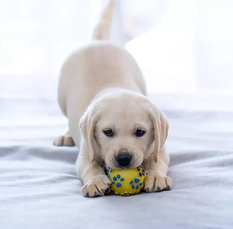 拉不拉多宠物狗狗双血统赛级家养拉布拉多犬