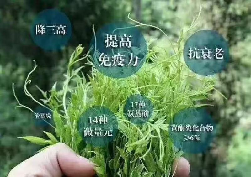 张家界土家莓茶