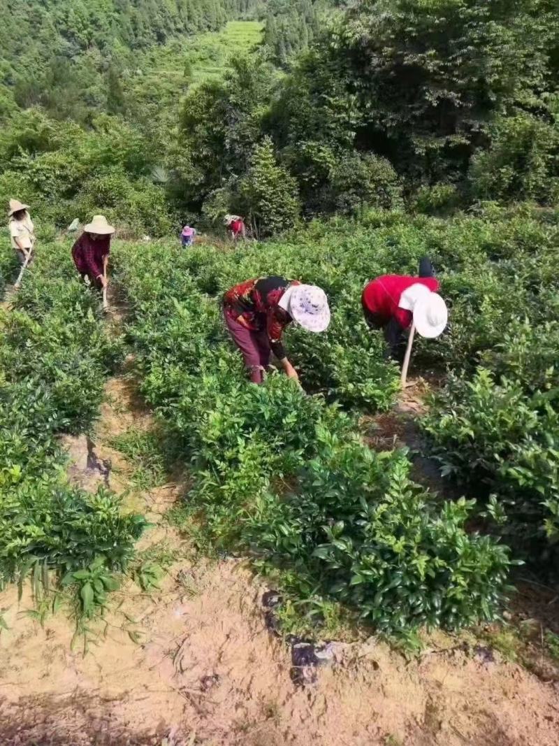 张家界土家莓茶