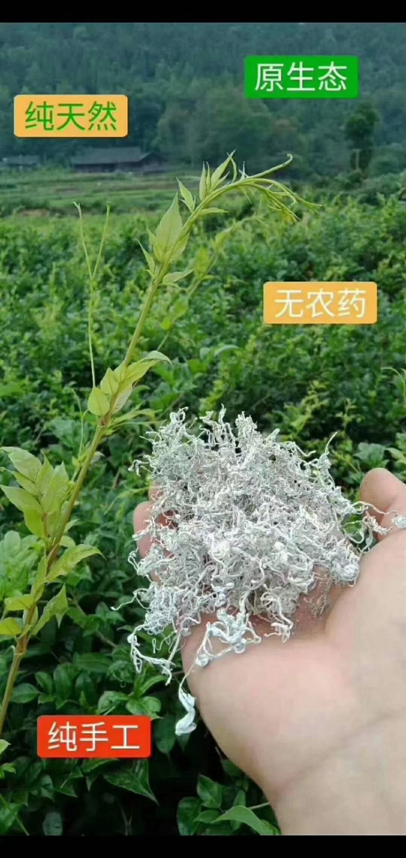 张家界土家莓茶