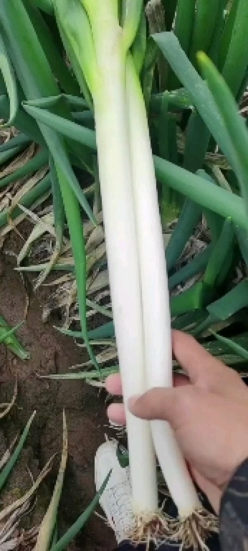 山东安丘大葱随时发货，毛葱，净葱，欢迎广大客户前来合作
