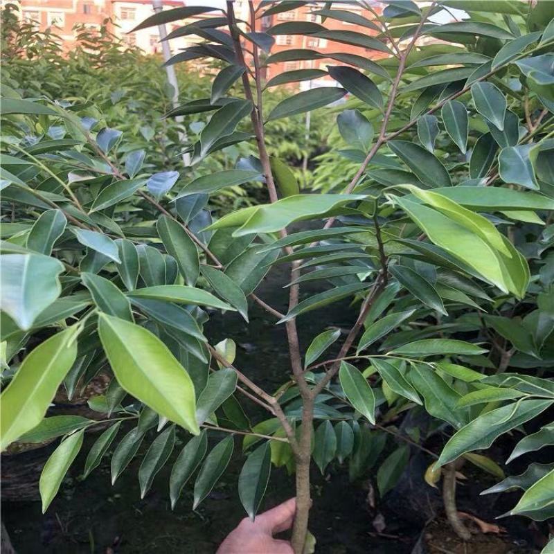 新品种一代棋楠沉香树苗沉香苗品种优良包纯正自然结香