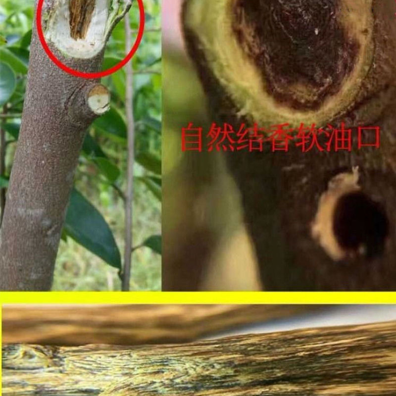 新品种一代棋楠沉香树苗沉香苗品种优良包纯正自然结香