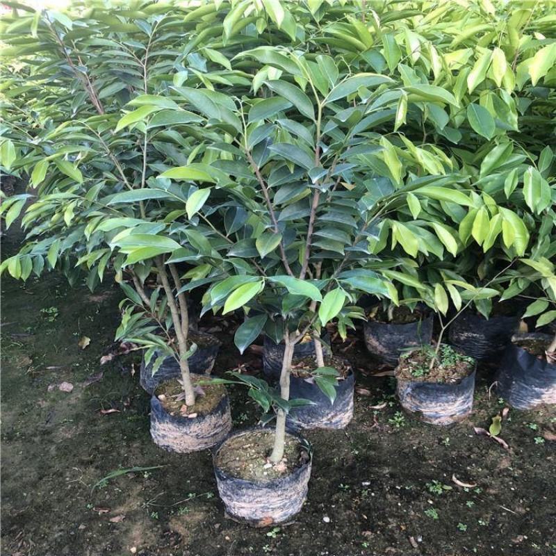 新品种一代棋楠沉香树苗沉香苗品种优良包纯正自然结香