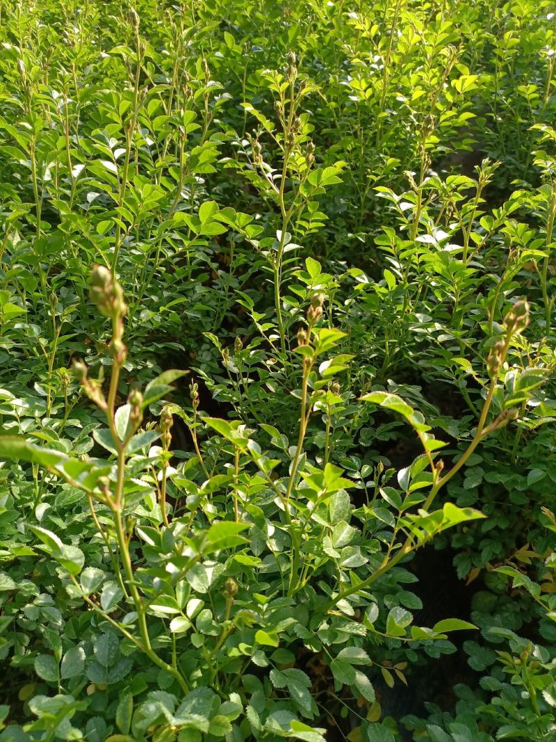 蔷薇花/蔷薇花环多花苞多枝条/庭院观赏当年开花