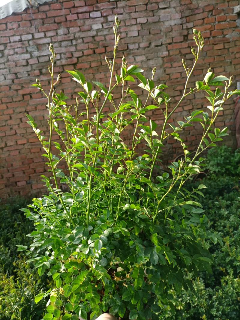 蔷薇花/蔷薇花环多花苞多枝条/庭院观赏当年开花