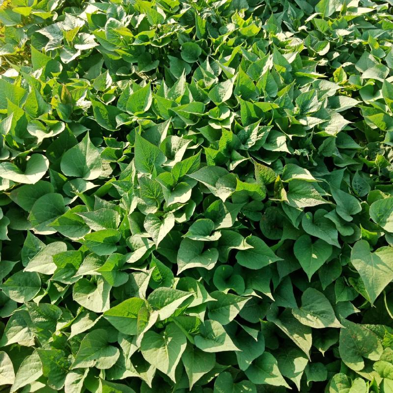 大型脱毒红薯苗基地济薯26济薯25哈密商薯19蜜薯