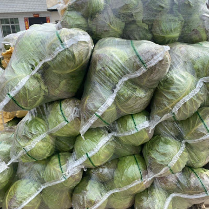 甘蓝圆包大量上市，对接批发市场，商超，电商