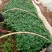 大型脱毒红薯苗基地济薯26济薯25哈密商薯19蜜薯