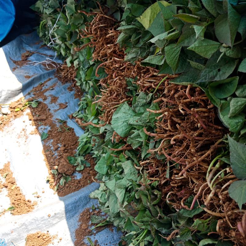 大型脱毒红薯苗基地济薯26济薯25哈密商薯19蜜薯