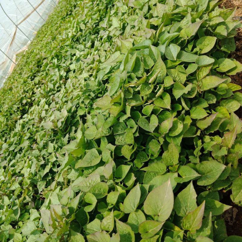 大型脱毒红薯苗基地济薯26济薯25哈密商薯19蜜薯