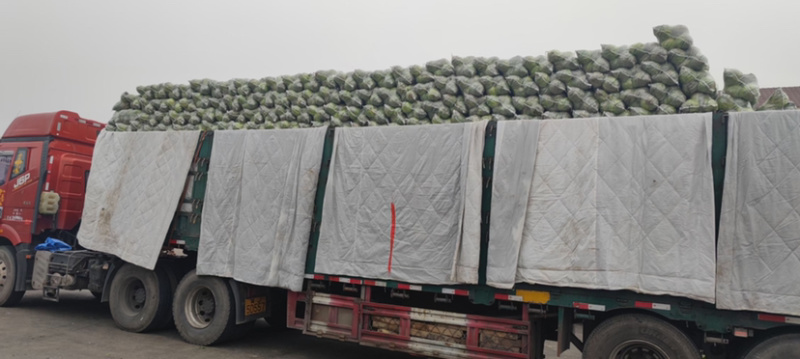 甘蓝圆包大量上市，对接批发市场，商超，电商