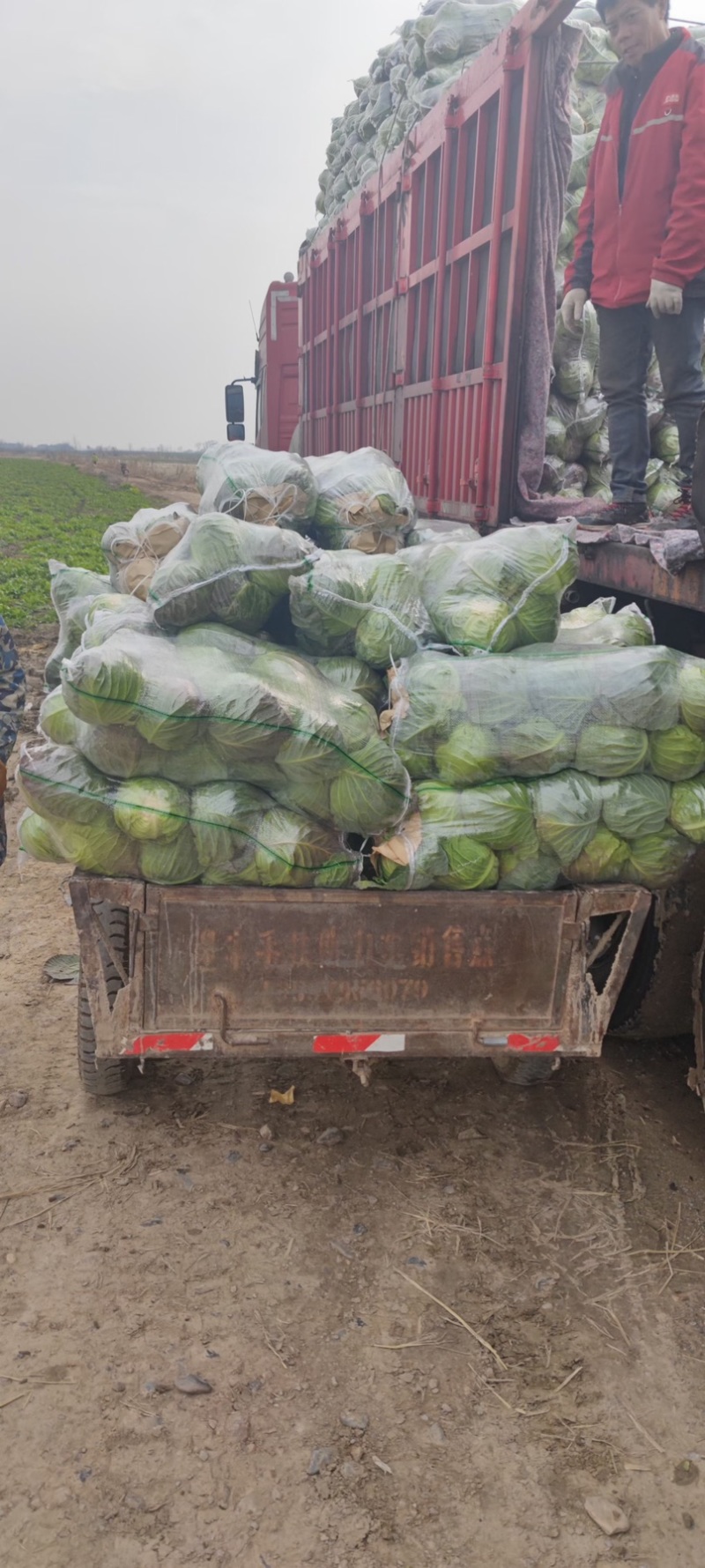 甘蓝圆包大量上市，对接批发市场，商超，电商