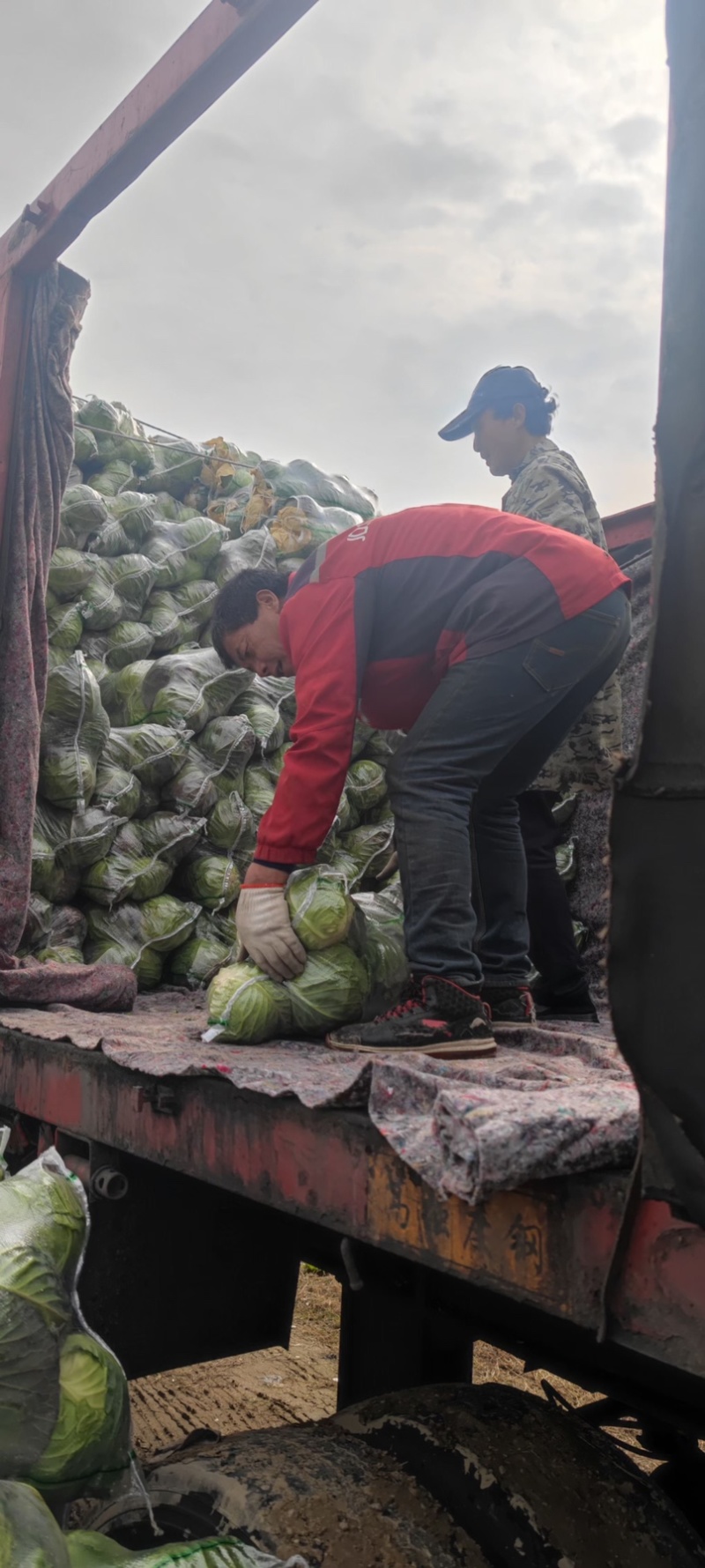 甘蓝圆包大量上市，对接批发市场，商超，电商