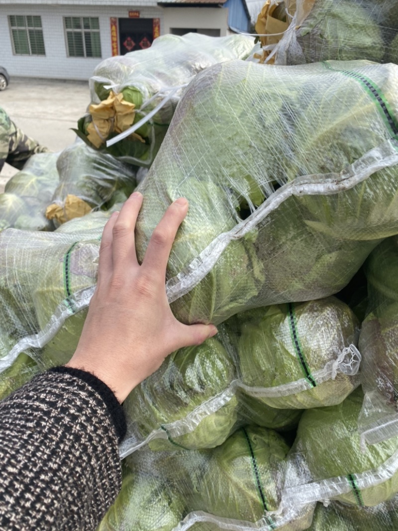 甘蓝圆包大量上市，对接批发市场，商超，电商