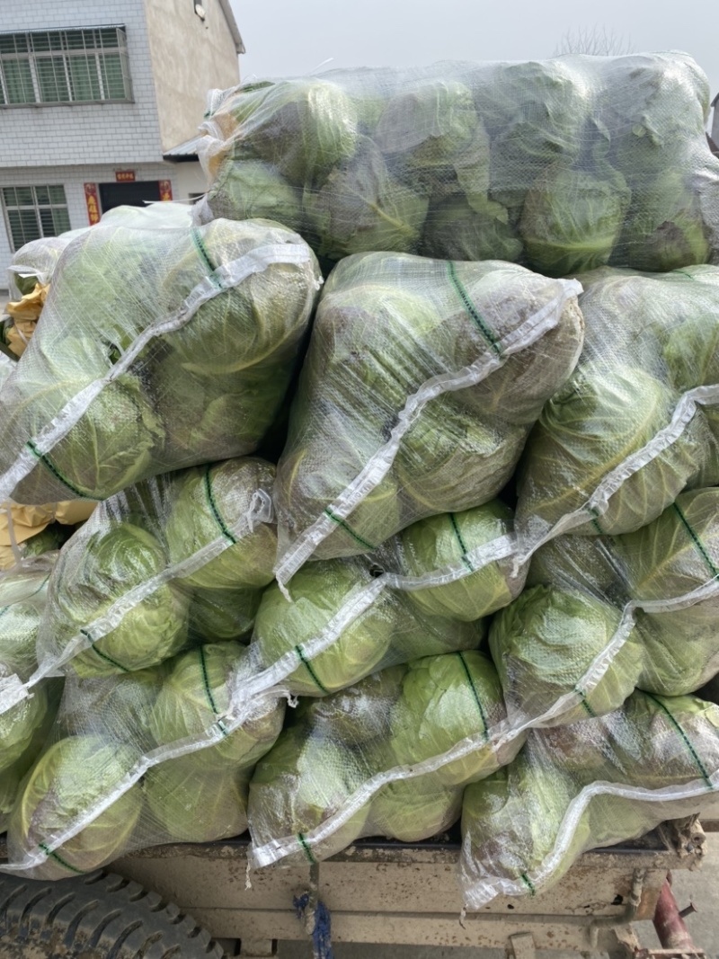 甘蓝圆包大量上市，对接批发市场，商超，电商