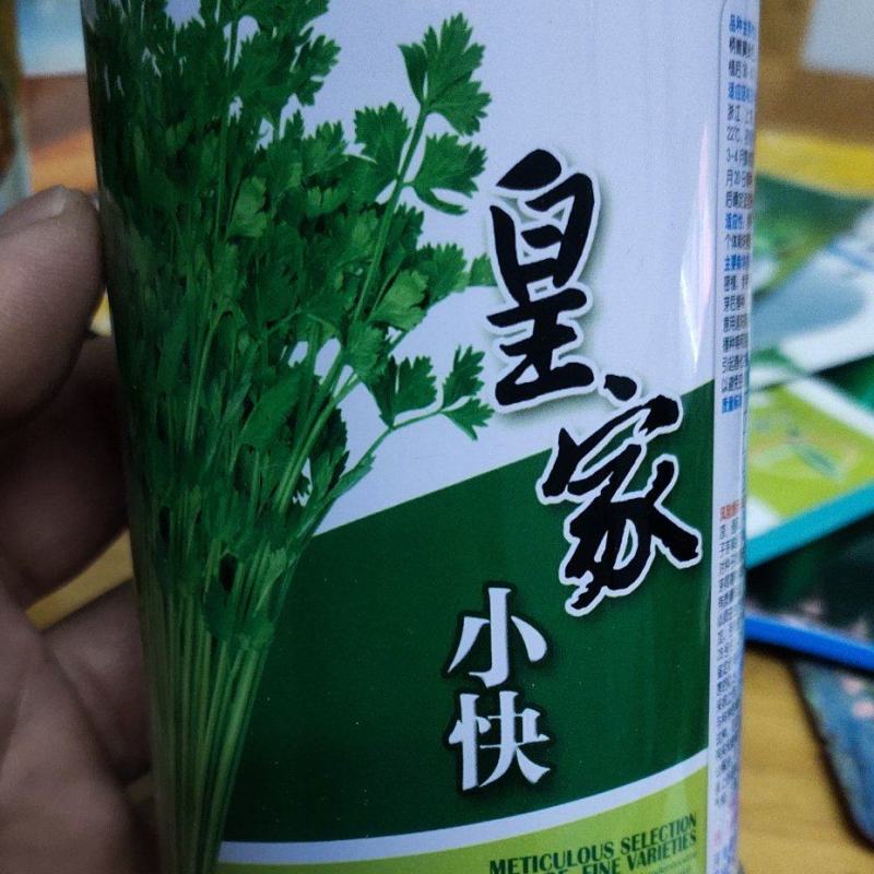 小芹菜种子皇家小快早熟，生长势强，株型紧凑直立性好