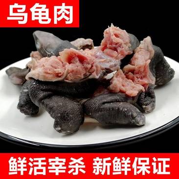 乌龟肉货源充足全国发货诚信经营肉质鲜美