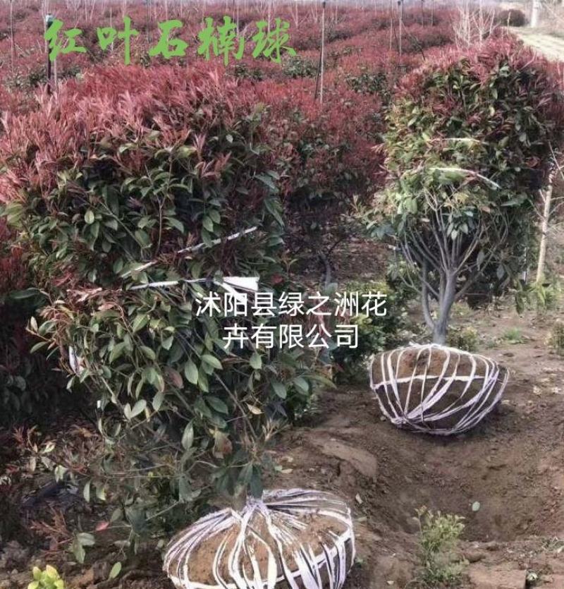 各种规格红叶石楠球苗圃待售红叶石楠杯苗常年供应