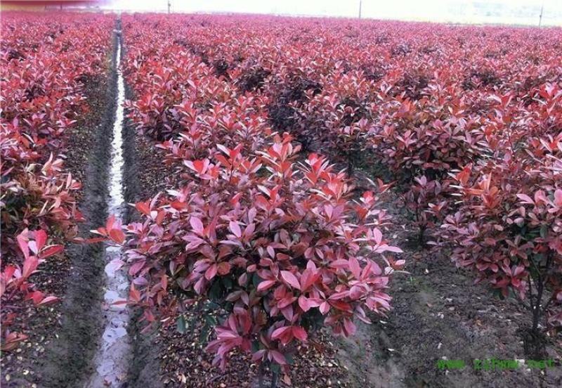 各种规格红叶石楠球苗圃待售红叶石楠杯苗常年供应