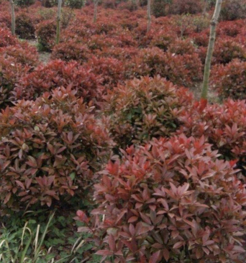 各种规格红叶石楠球苗圃待售红叶石楠杯苗常年供应