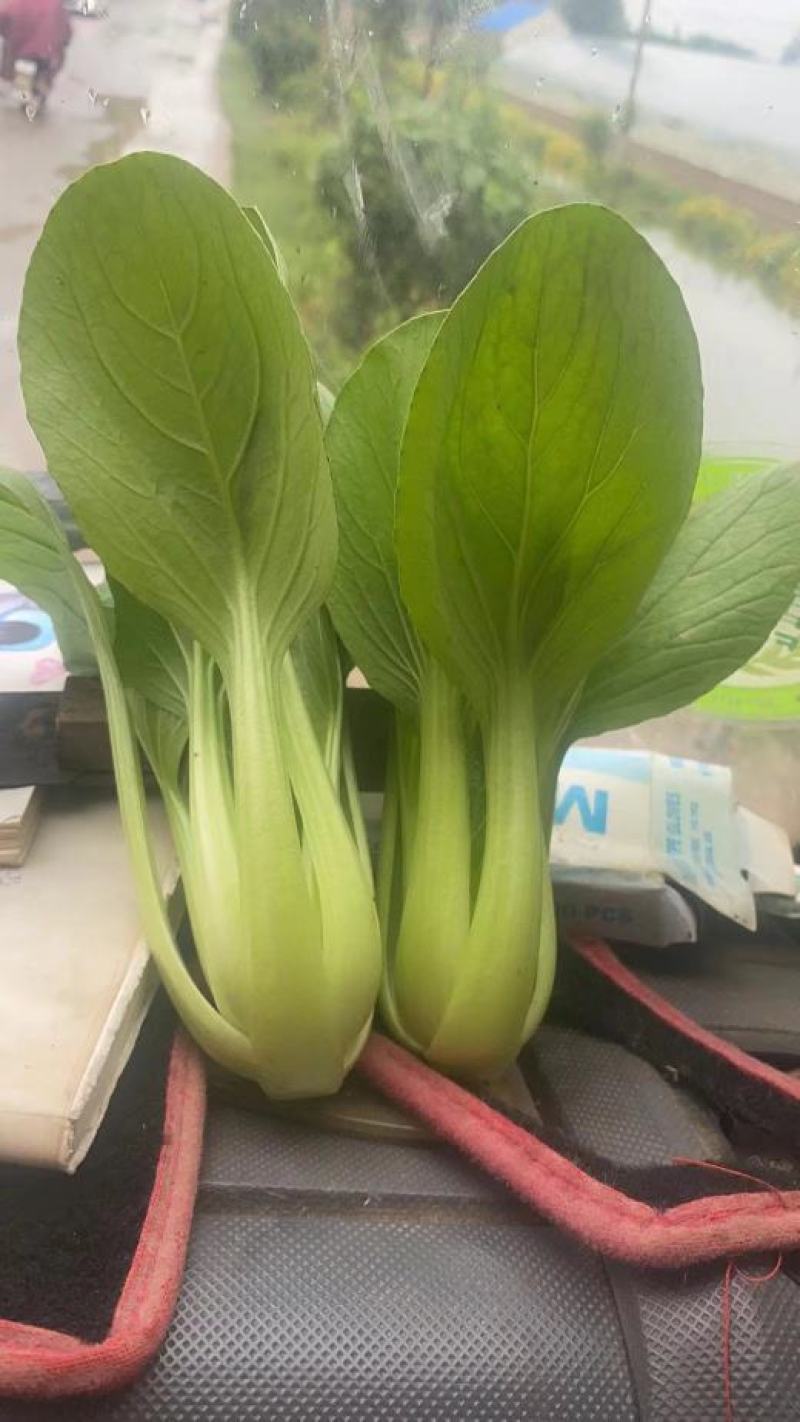 山东油菜省菏泽曹县上海青大量供应中，质量好，欢迎采购