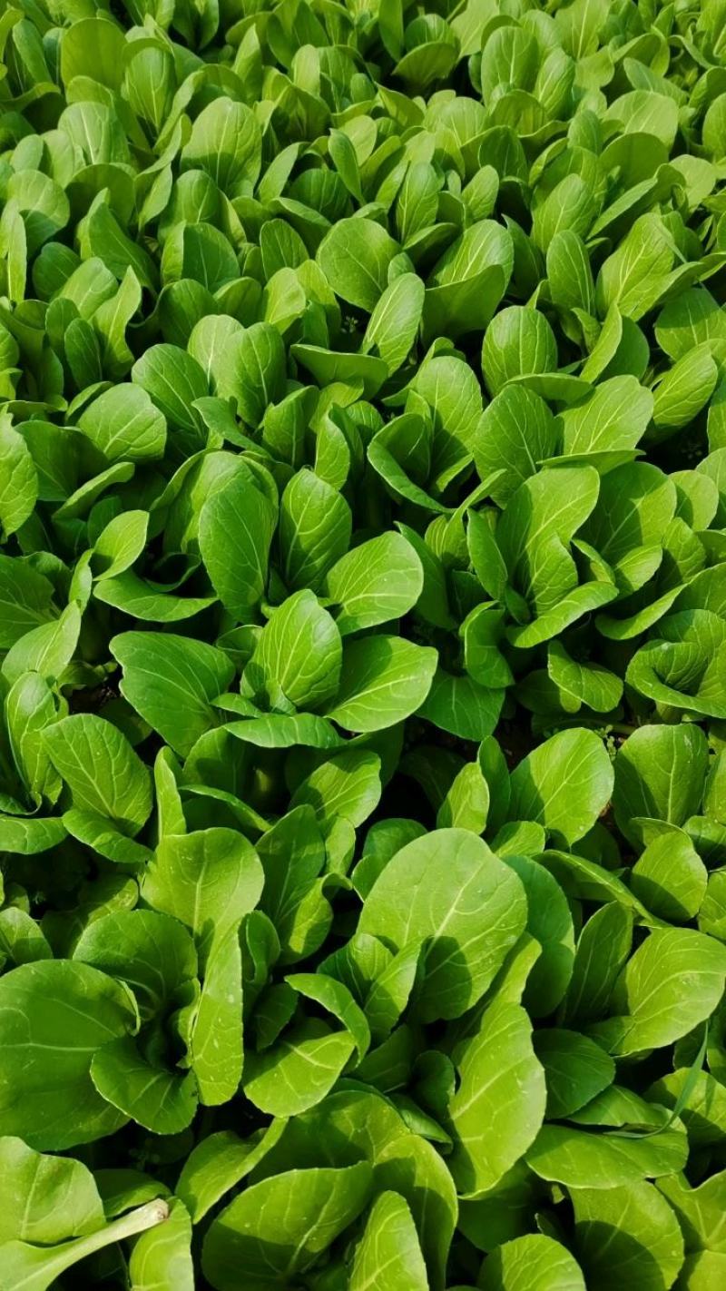 山东油菜省菏泽曹县上海青大量供应中，质量好，欢迎采购