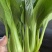 山东油菜省菏泽曹县上海青大量供应中，质量好，欢迎采购