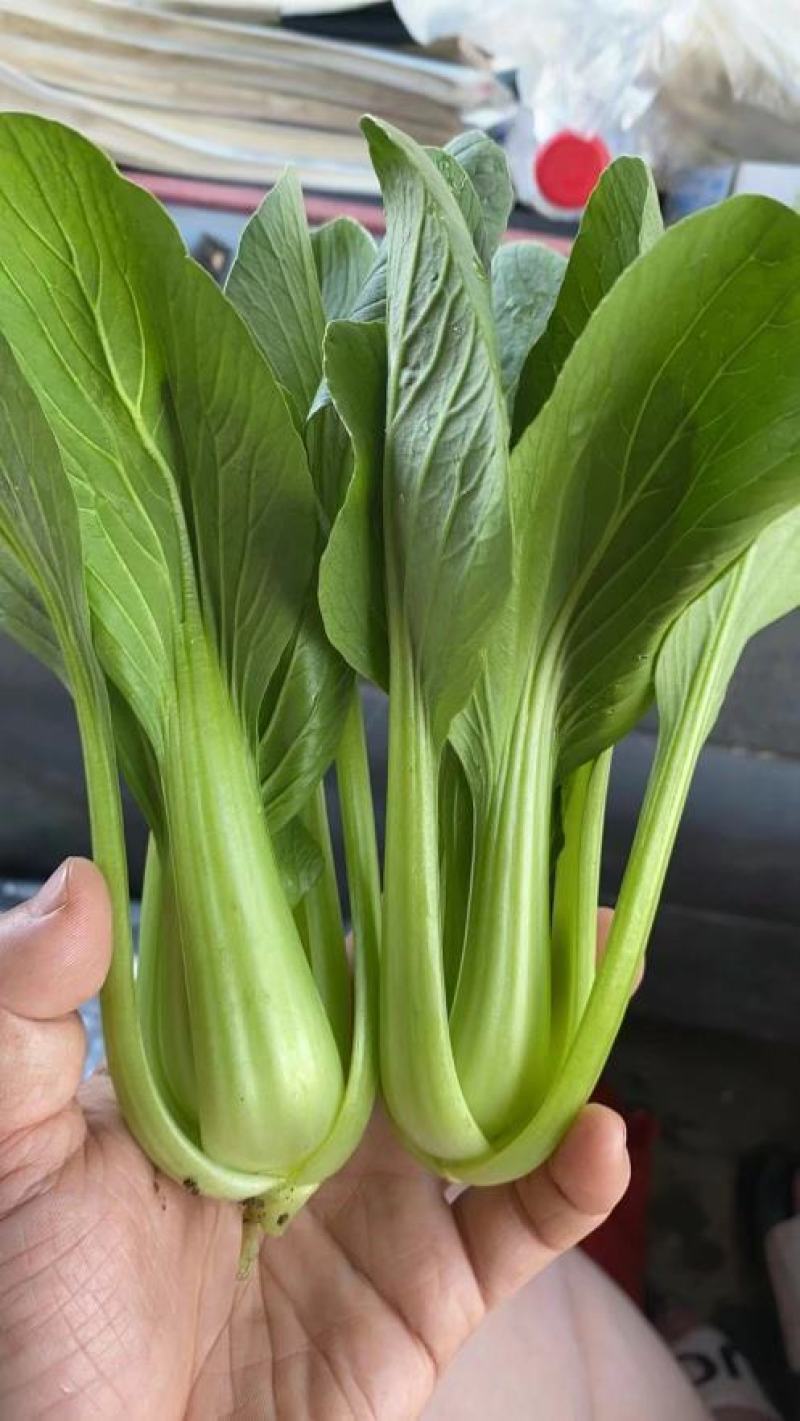 山东油菜省菏泽曹县上海青大量供应中，质量好，欢迎采购