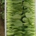 山东油菜省菏泽曹县上海青大量供应中，质量好，欢迎采购