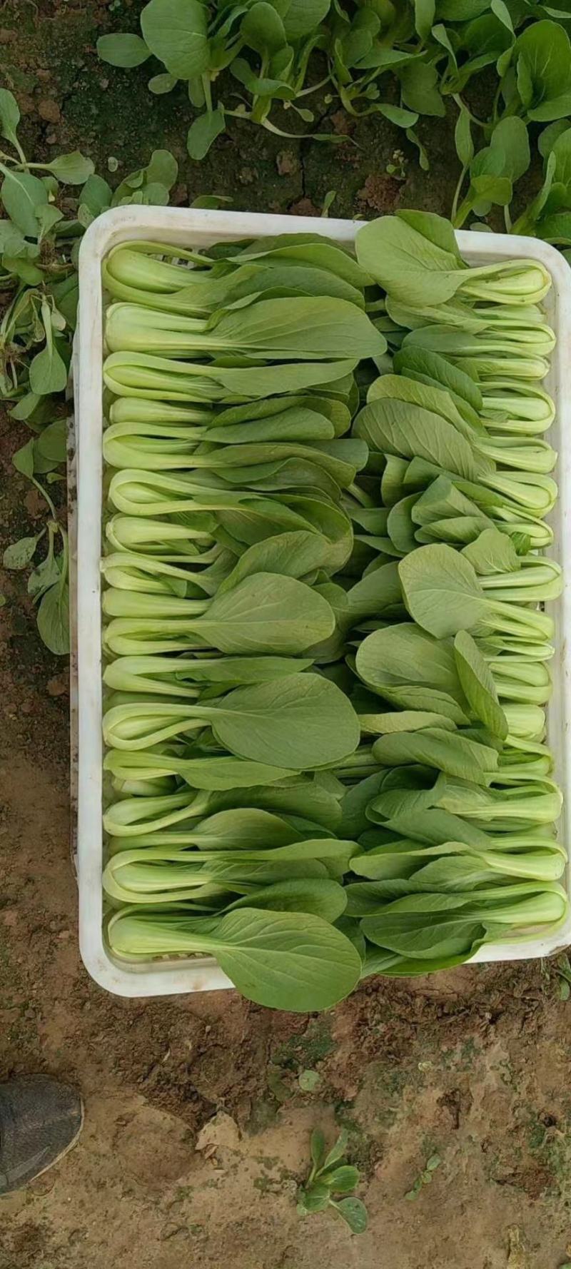 山东油菜省菏泽曹县上海青大量供应中，质量好，欢迎采购