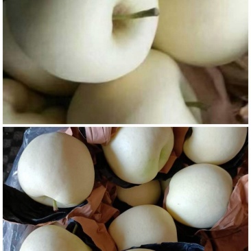 黄元帅苹果
