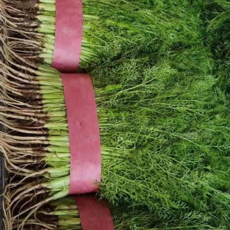 茴香河北茴香全国发货可视频看货量大从优基地直供