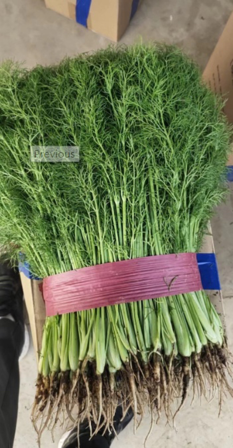 茴香河北茴香全国发货可视频看货量大从优基地直供