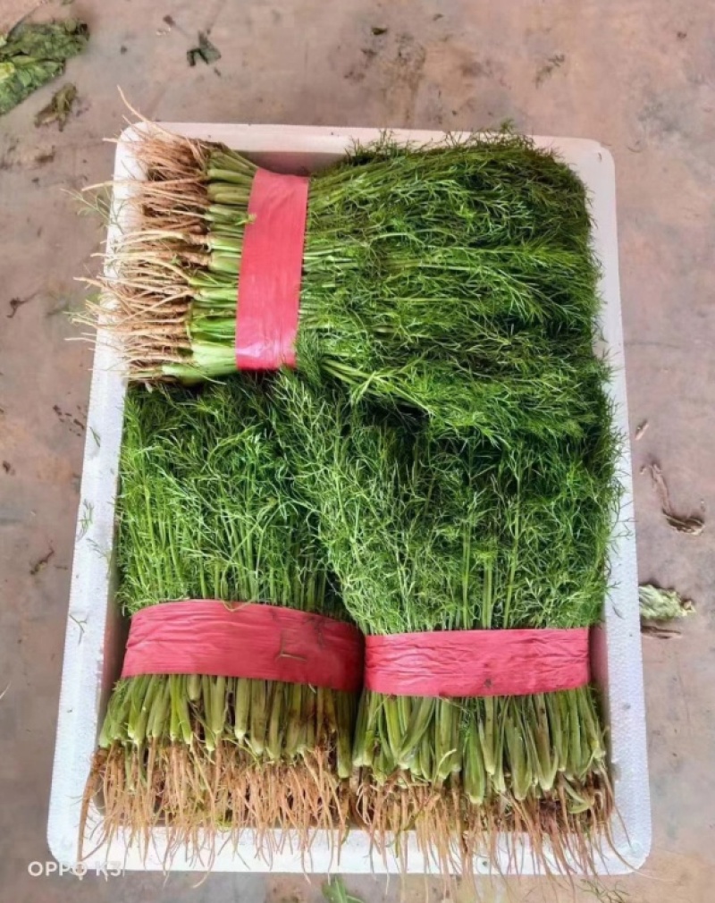茴香河北茴香全国发货可视频看货量大从优基地直供