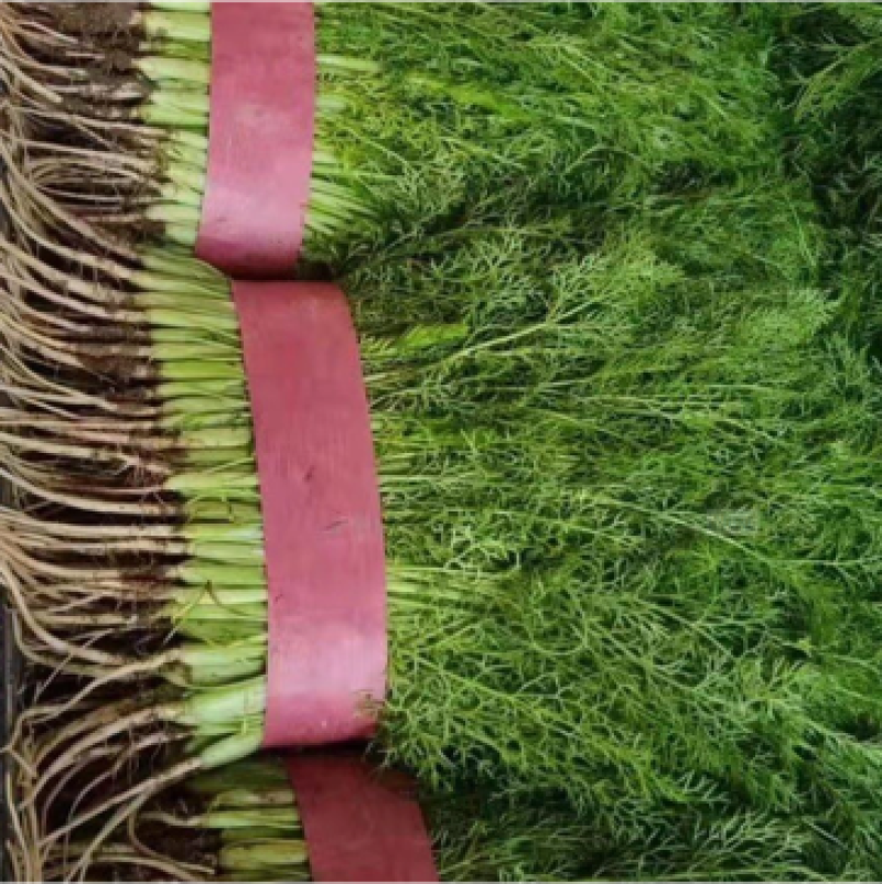 茴香河北茴香全国发货可视频看货量大从优基地直供