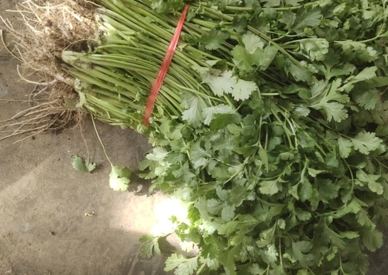 大叶香菜河北香菜大量上市一手货源量大从优欢迎订购