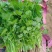 大叶香菜河北香菜大量上市一手货源量大从优欢迎订购