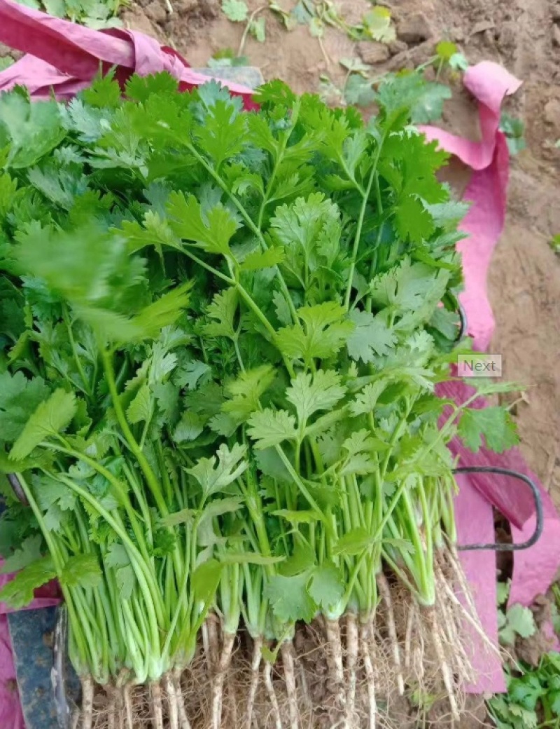 大叶香菜河北香菜大量上市一手货源量大从优欢迎订购