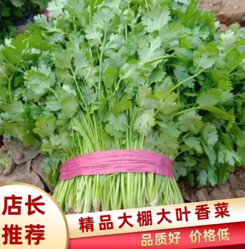 大叶香菜河北香菜大量上市一手货源量大从优欢迎订购