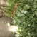 大叶香菜河北香菜大量上市一手货源量大从优欢迎订购