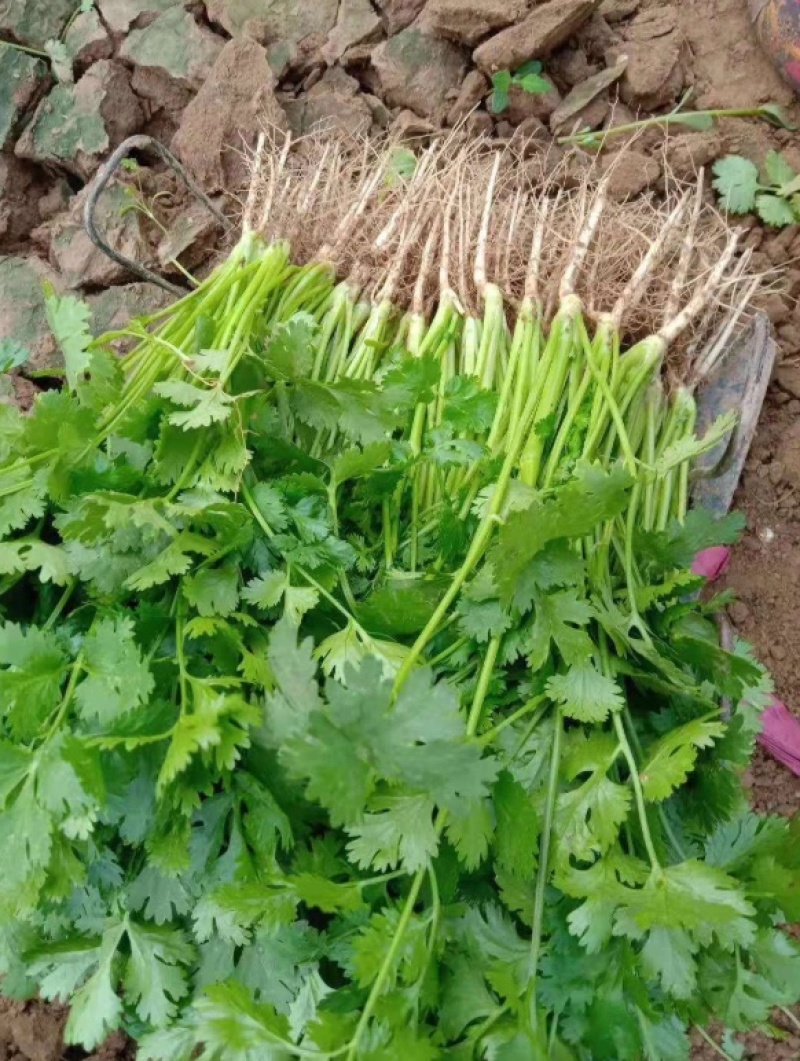 大叶香菜河北香菜大量上市一手货源量大从优欢迎订购