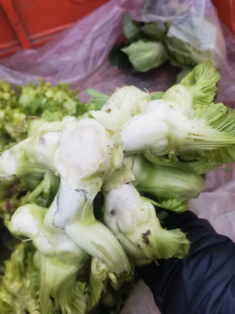 儿菜大货